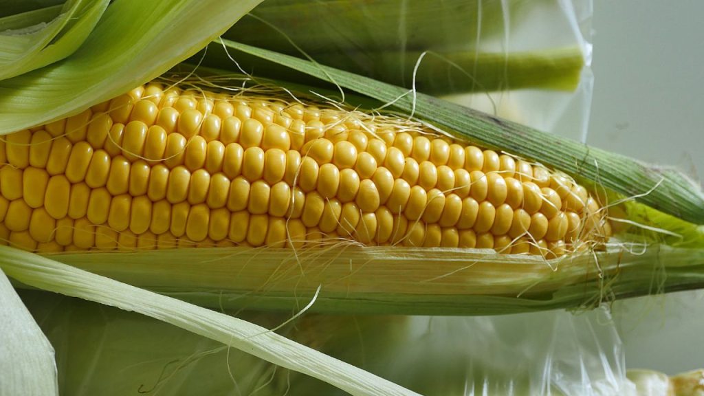 12 Popular Vegetables That Are Surprisingly Hard to Grow—and Might Test Your Patience 10 corn in the cob