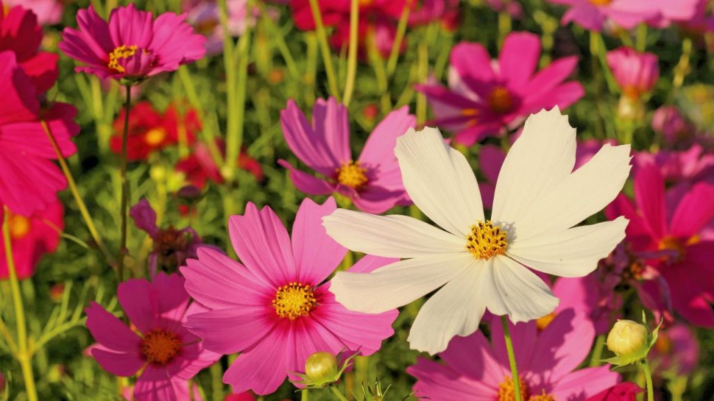 20 Annuals That Reseed Themselves to Color Your Garden Year After Year 8 cosmos