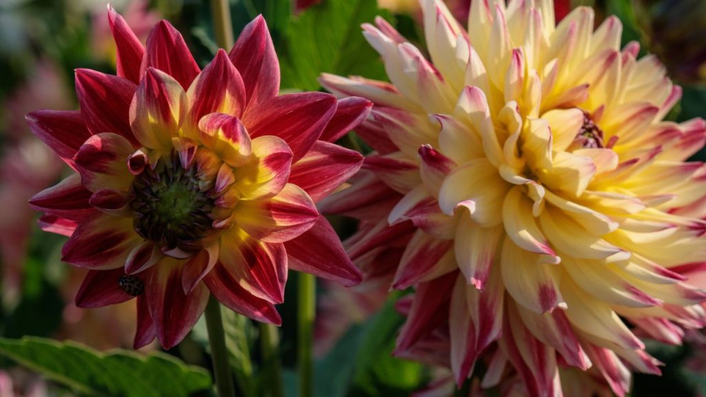 dahlias