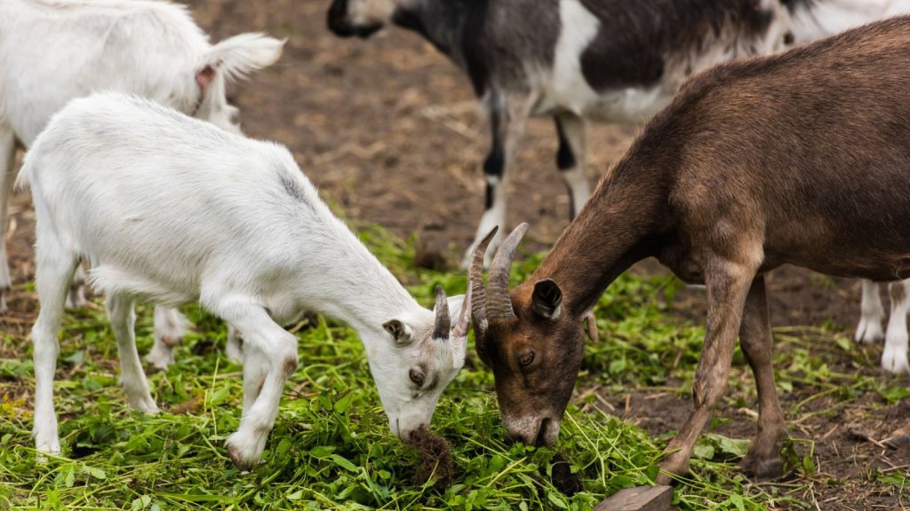 How to Raise Happy, Healthy Goats on Your Land 8 duo of goats