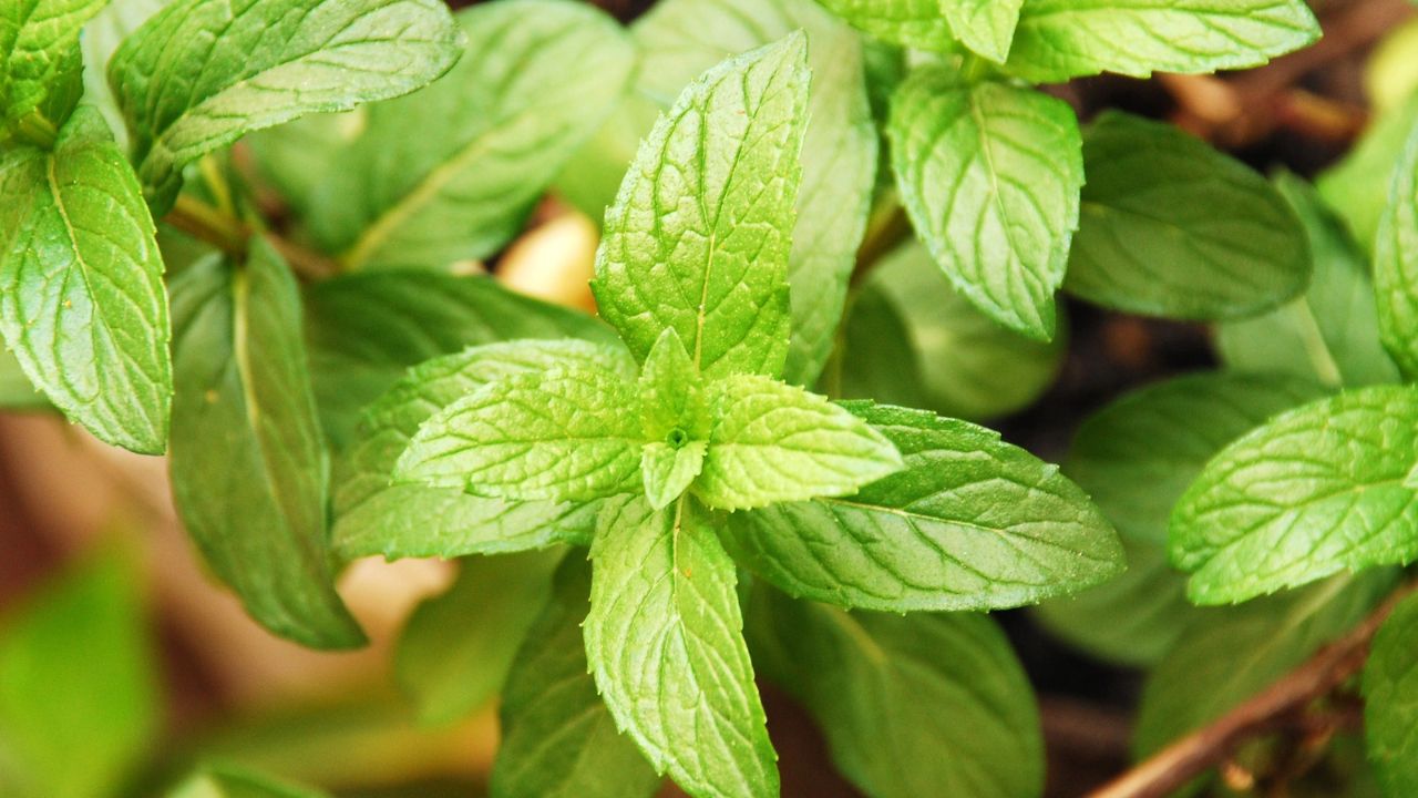 These Insanely Helpful Garden Plants Keep the Mosquitoes Away 3 fresh mint
