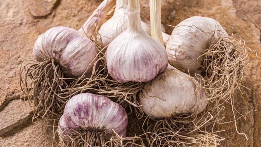 How to Grow Enough Food to Last a Year 4 garlic growing