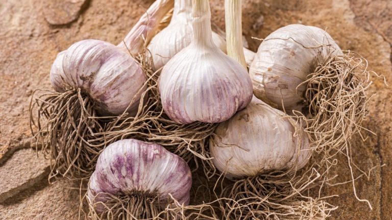 15 Plants That Benefit from Growing Near Garlic