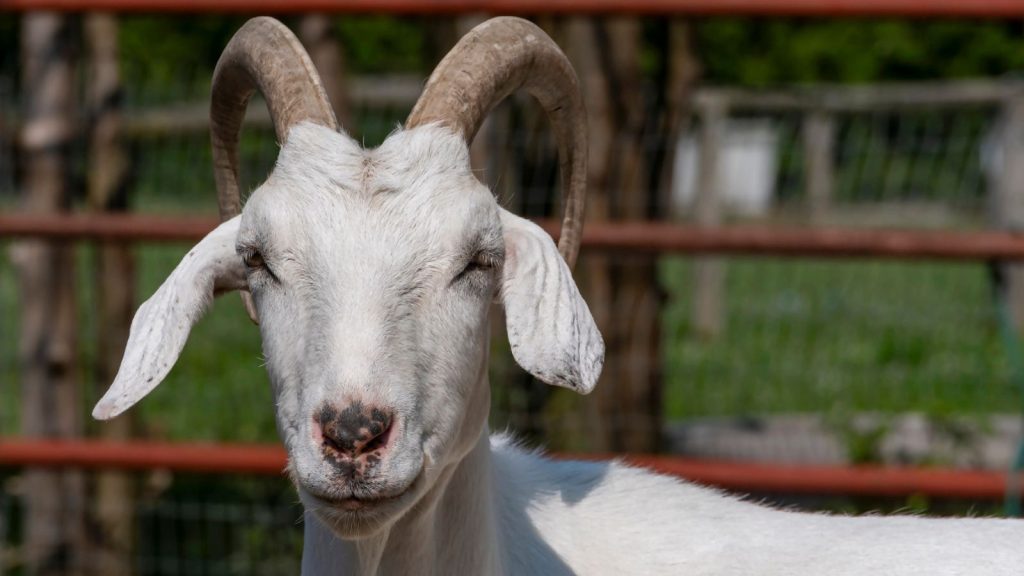 Close-up of a white goat with closed eyes in a fenced outdoor setting.