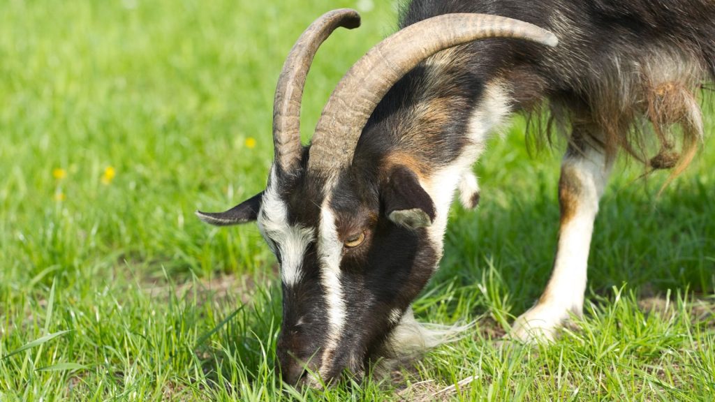 How to Raise Happy, Healthy Goats on Your Land 5 goat grazing