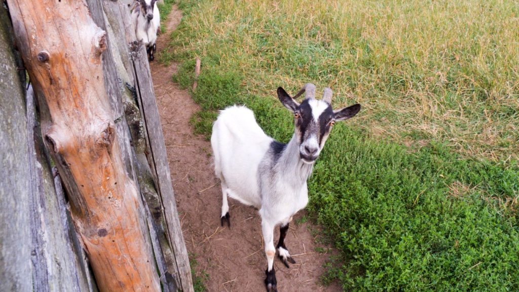 How to Raise Happy, Healthy Goats on Your Land 6 goat outside by grass looking up