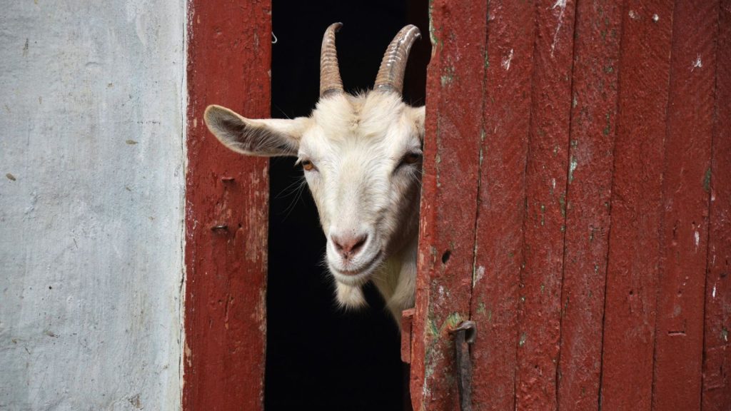 How to Raise Happy, Healthy Goats on Your Land 4 goat peeking out on farm