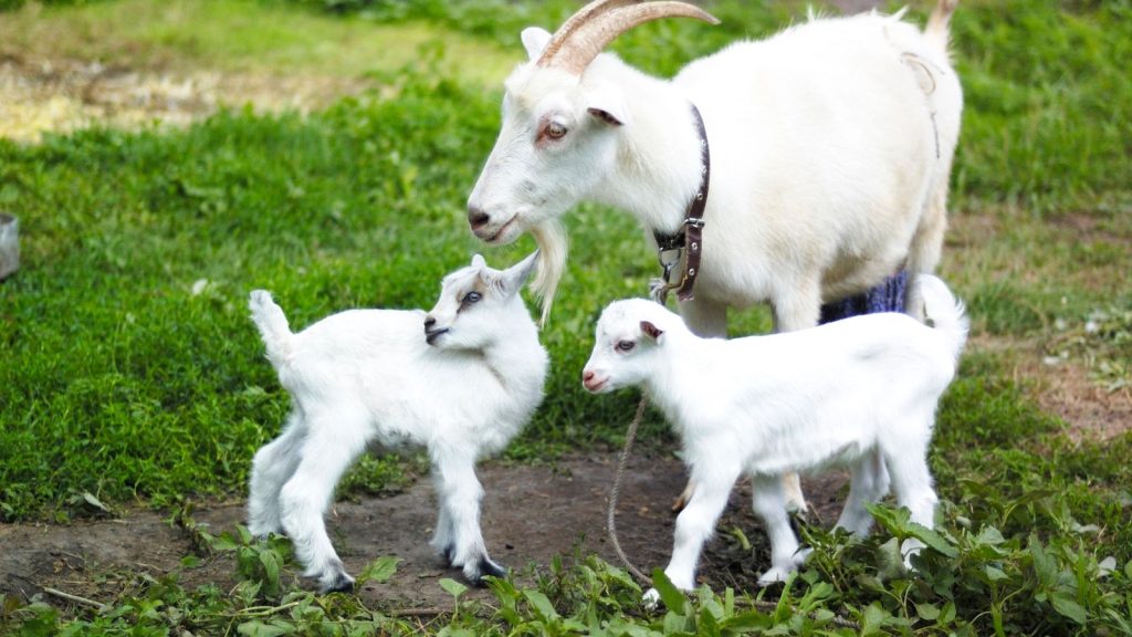 How to Raise Happy, Healthy Goats on Your Land 13 goat with kids breed