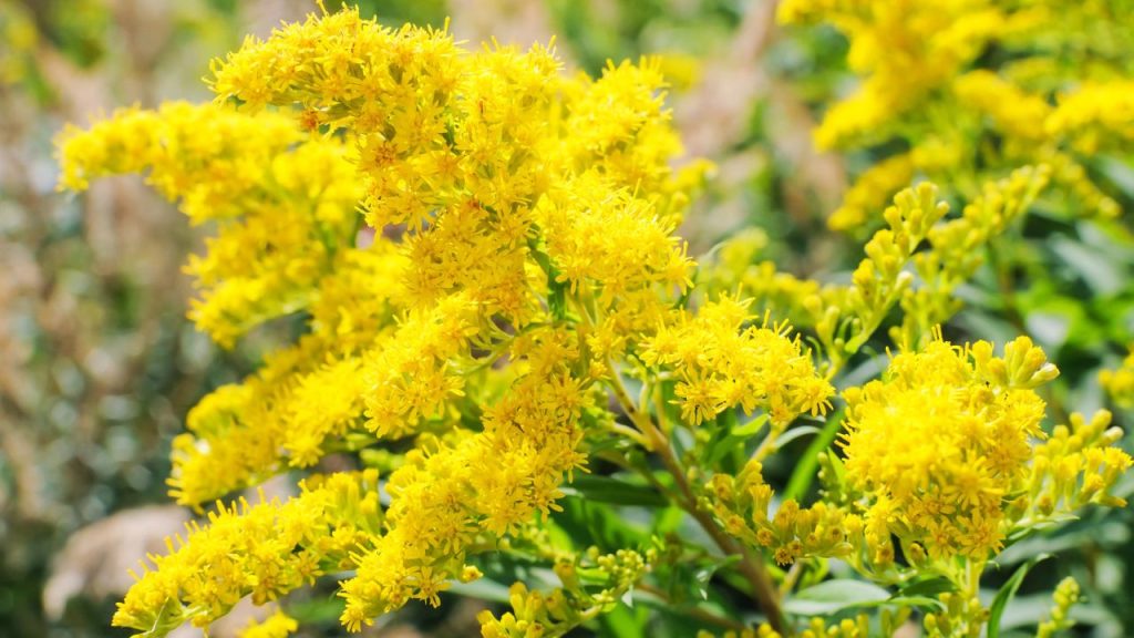 18 Drought Tolerant Native Plants That Keep Your Garden Blooming 8 goldenrod