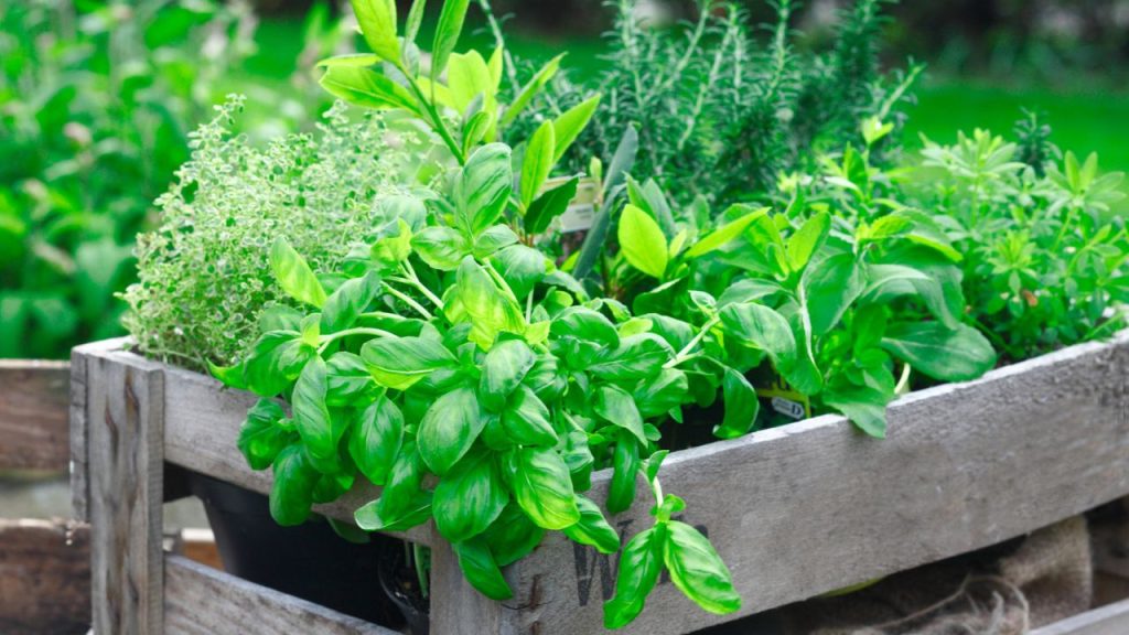 12 Herbs You Can Grow in Pots, Even If You Don’t Have a Garden 13 herb garden