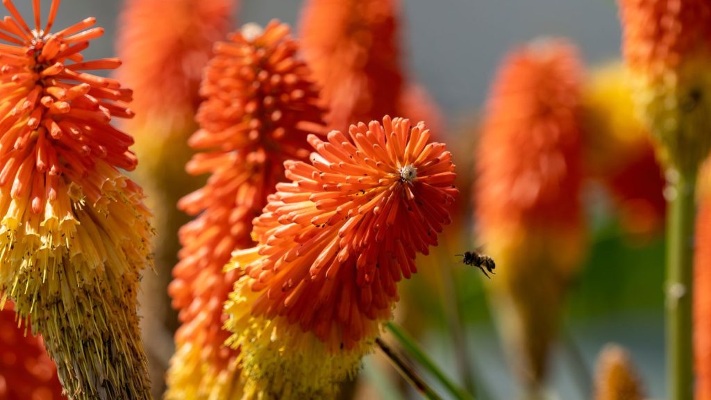 18 Underrated Plants That Add an Element of Surprise to Your Garden