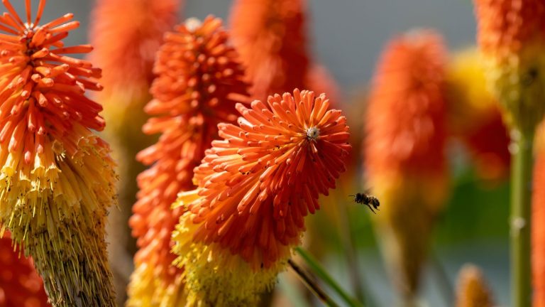 18 Underrated Plants That Add an Element of Surprise to Your Garden