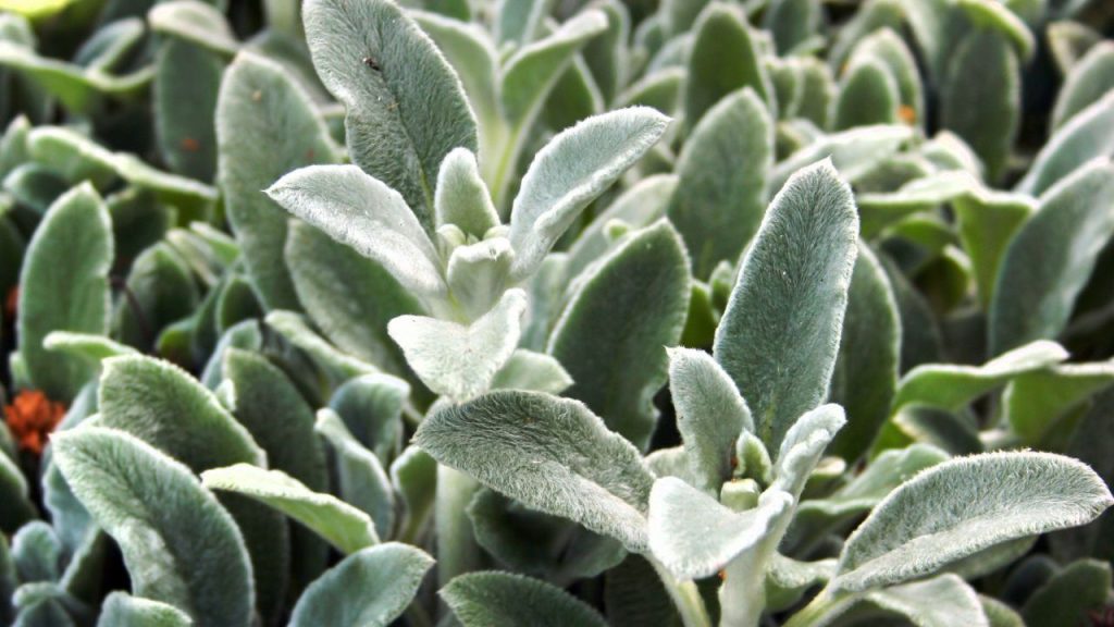 Tired of Pulling Weeds? 15 Ground Covers That Help Suppress Weeds 8 lambs ear