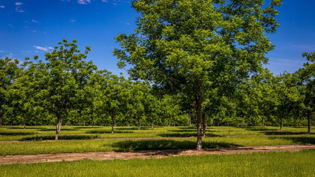 15 Bills You Should Always Pay Early to Avoid Stress and Fees 12 land of pecan trees