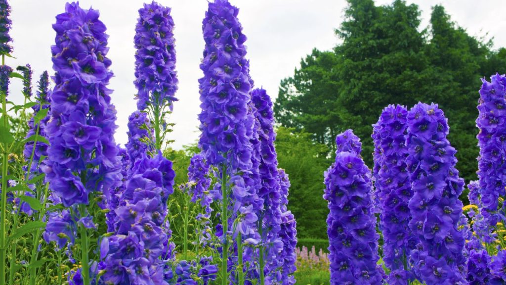 25 Self-Seeding Plants That Spread Naturally—You'll Never Have to Plant Them Again 6 larkspur plant