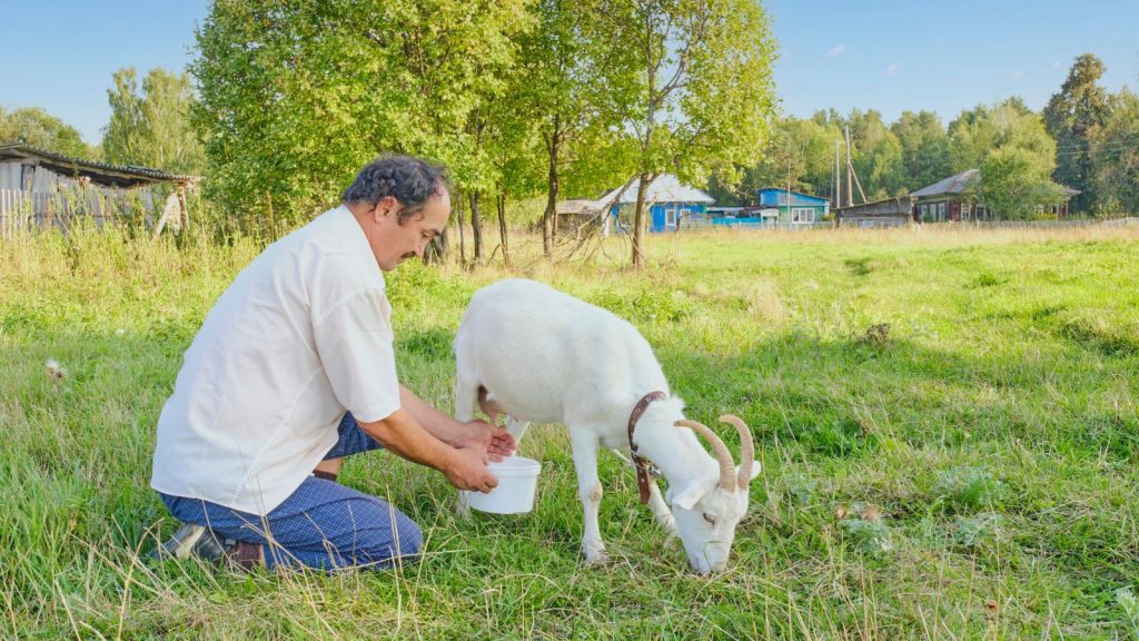 How to Raise Happy, Healthy Goats on Your Land 14 man miking cow
