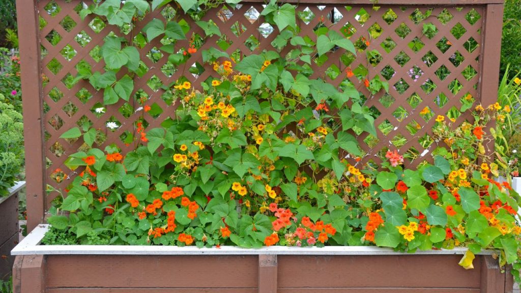 14 Cascading Plants for Hanging Baskets in Full Sun 7 nasturtiums in garden bed on trellis