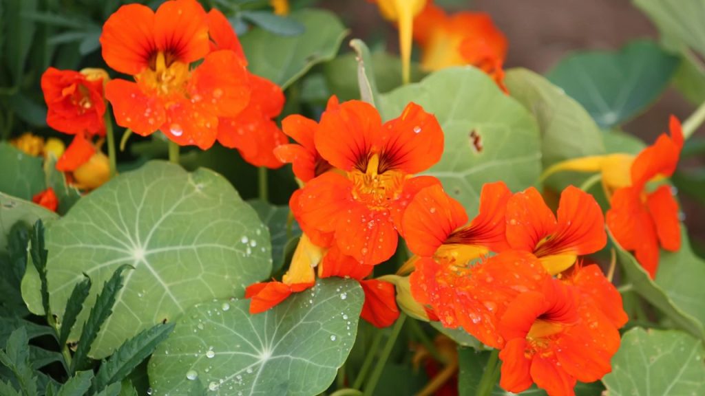 Catnip Loves Company—Here Are 15 Companion Plants to Grow Beside It 15 nasturtiums multiple