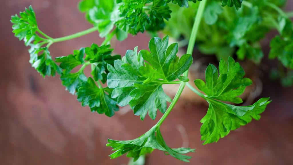 12 Best Plants to Sow and Grow in March to Welcome Spring 10 parsley