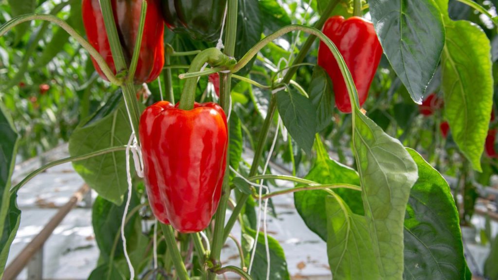 These Plants Should Never Grow Near Your Raspberries 4 pepper growing