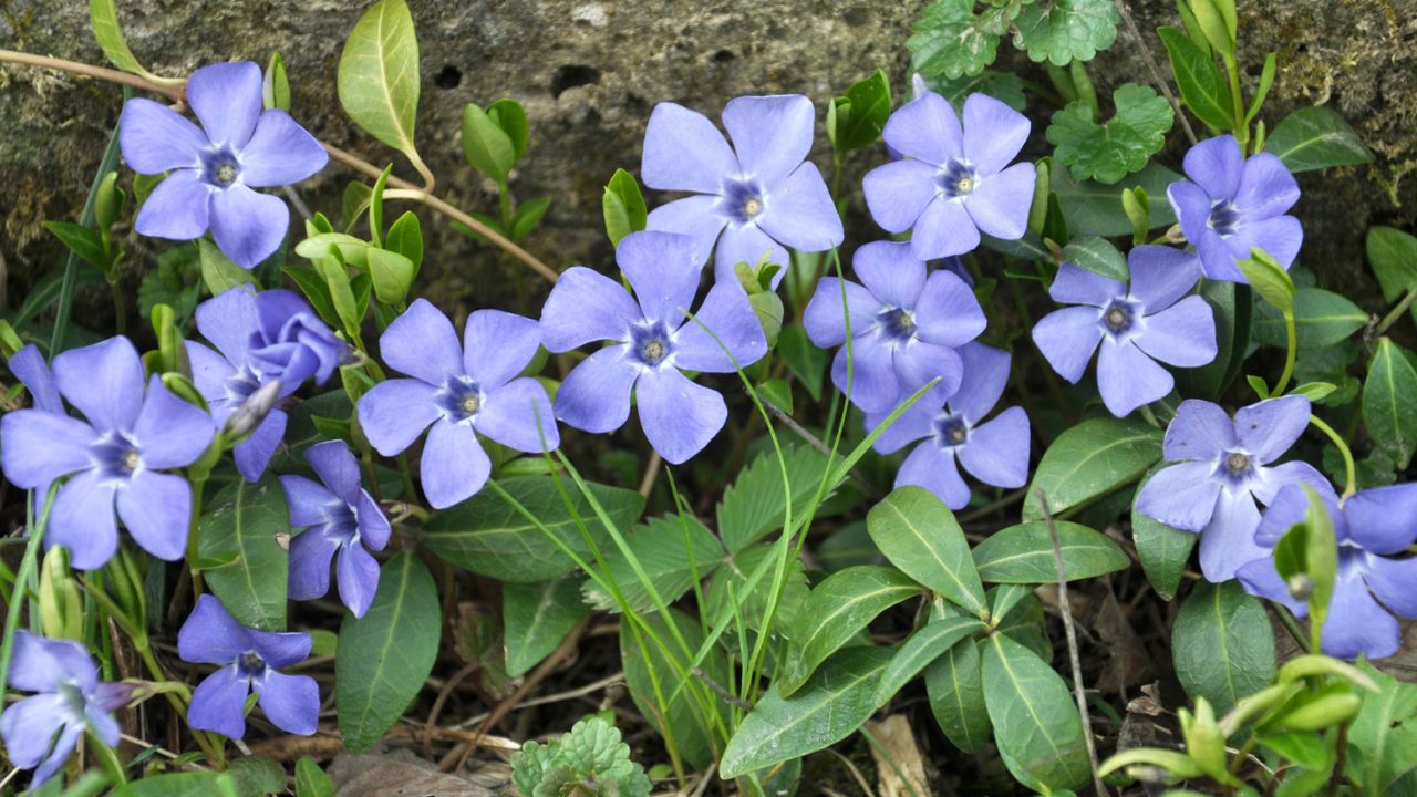Stop Mowing and Fertilizing—These No-Mow Grass Alternatives Are All You Need