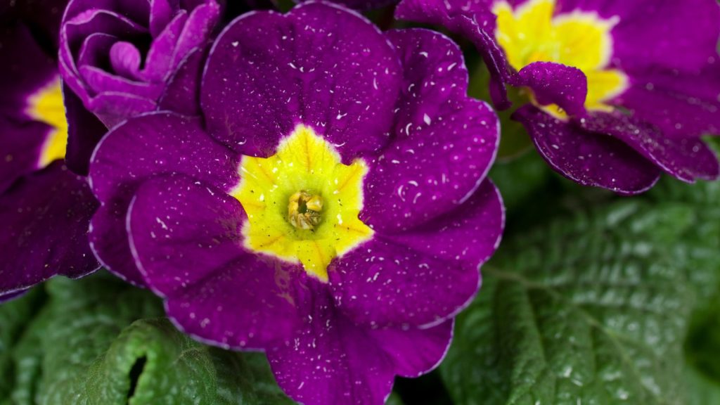 18 Deep Purple Plants That Will Add Bold Drama to Your Garden 6 primrose