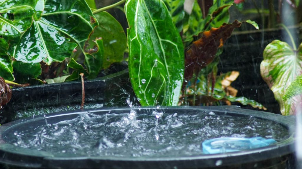 How to Cut Chicken-Keeping Costs in Half 7 rainwater collection barrel