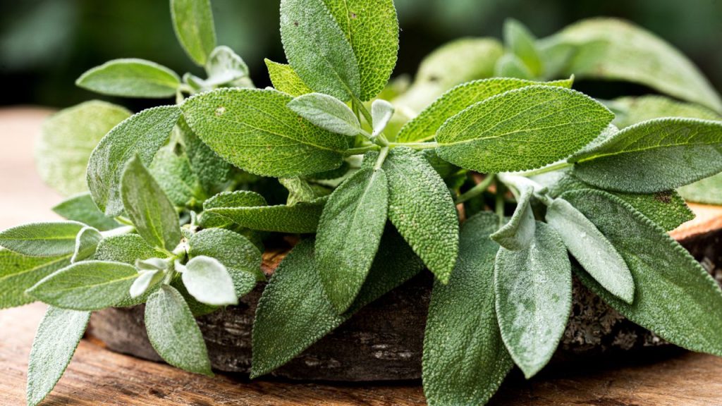 15 Companion Plants To Grow With Lavender 6 sage