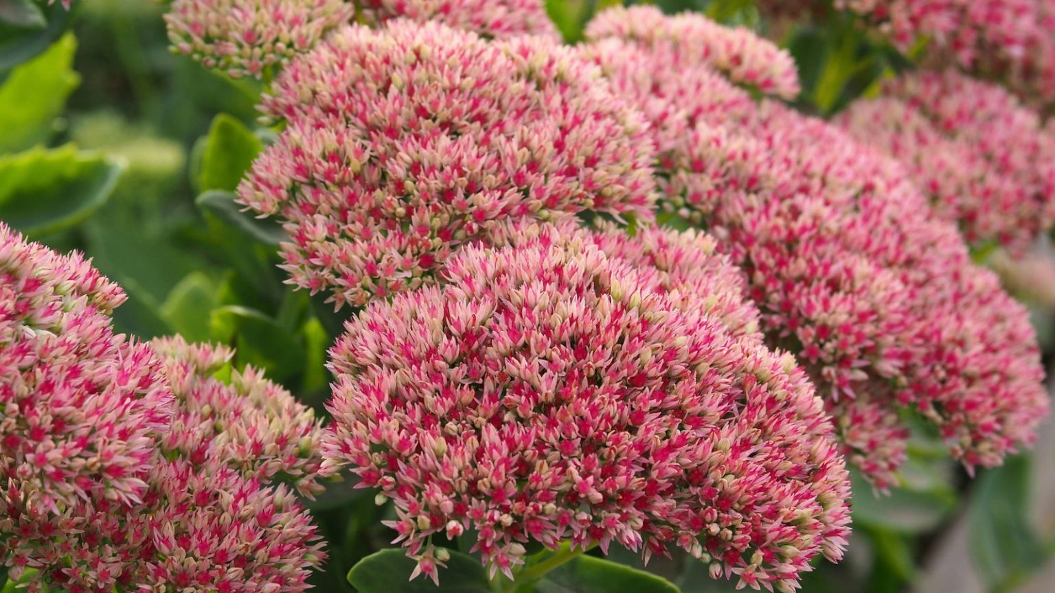 27 Full Sun Perennials That Come Back Bigger And Better Every Year Sedum 1536x864