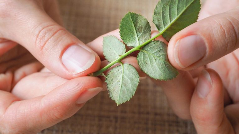 How to Spot and Treat Spider Mite Infestations on Your Houseplants
