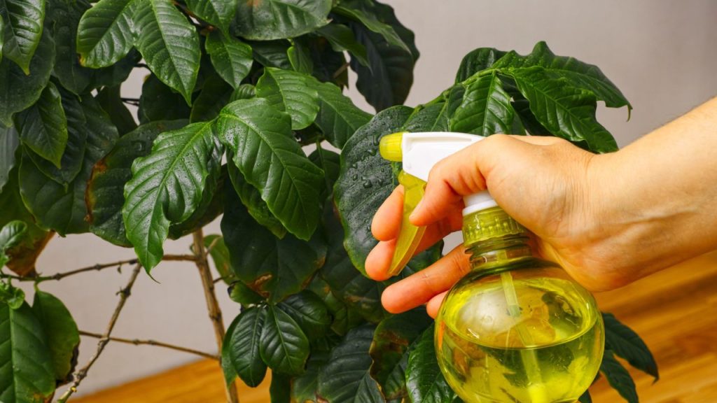 How to Get Rid of Aphids on Your Houseplants—And Keep Them From Coming Back