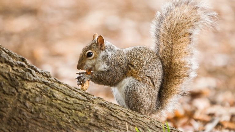 How to Stop Squirrels From Eating Your Plants