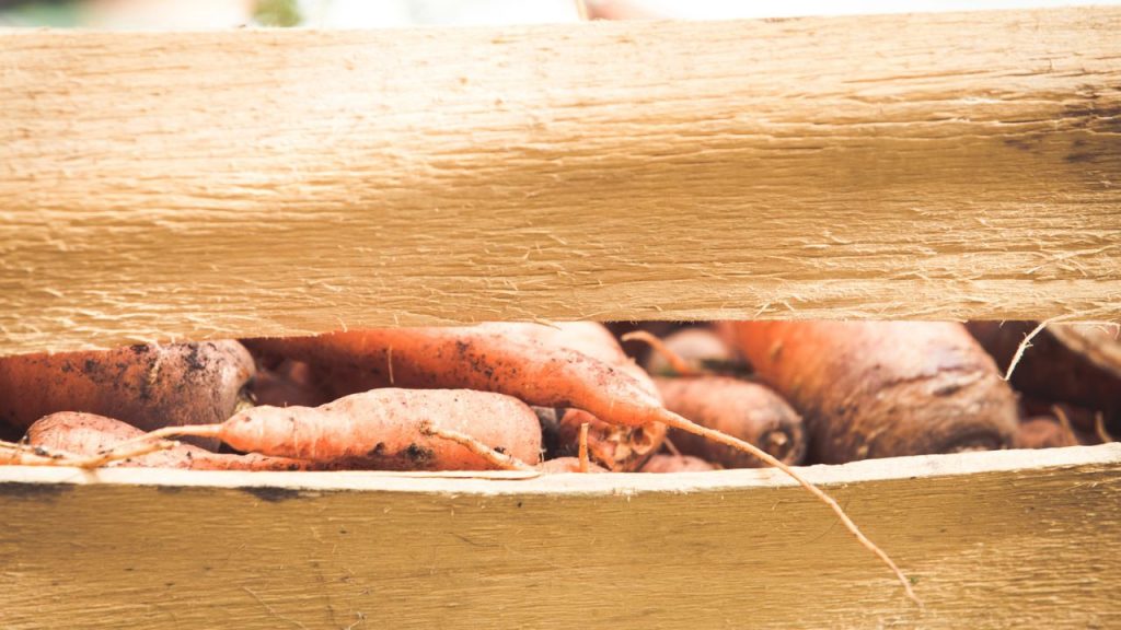 How to Know When Sweet Potatoes Are Perfectly Ready to Harvest 8 sweet potatoes in a crate
