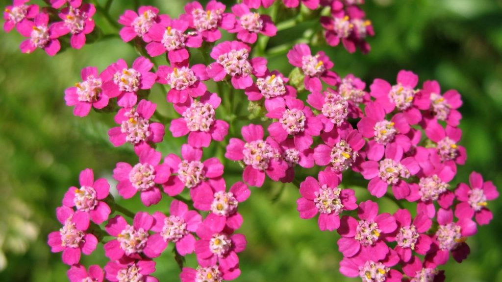 16 Long Flowering Perennials for a Garden That Never Stops Blooming 10 yarrow