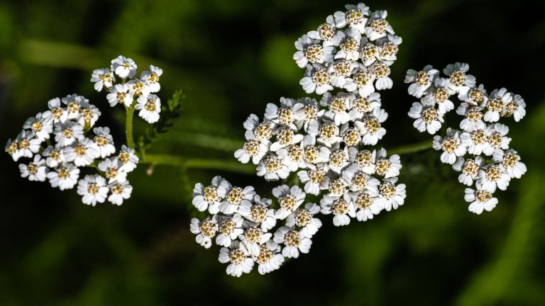 23 Plants That Flourish Alongside Yarrow
