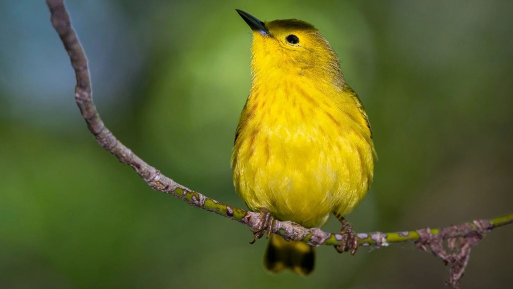 23 Stunning Birds You May See in Your Backyard 24 yellow wabler