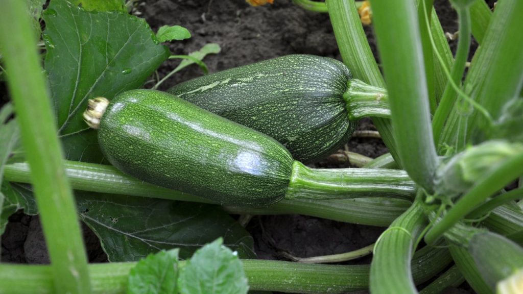 How to Get Rid of Vine Borers Before They Destroy Your Squash Plants 13 Zucchini