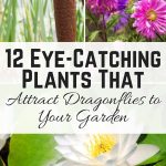 12 Eye-Catching Plants That Attract Dragonflies to Your Garden