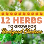 12 Herbs To Grow for Backyard Chickens