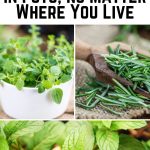 12 Herbs to Grow in Pots, No Matter Where You Live