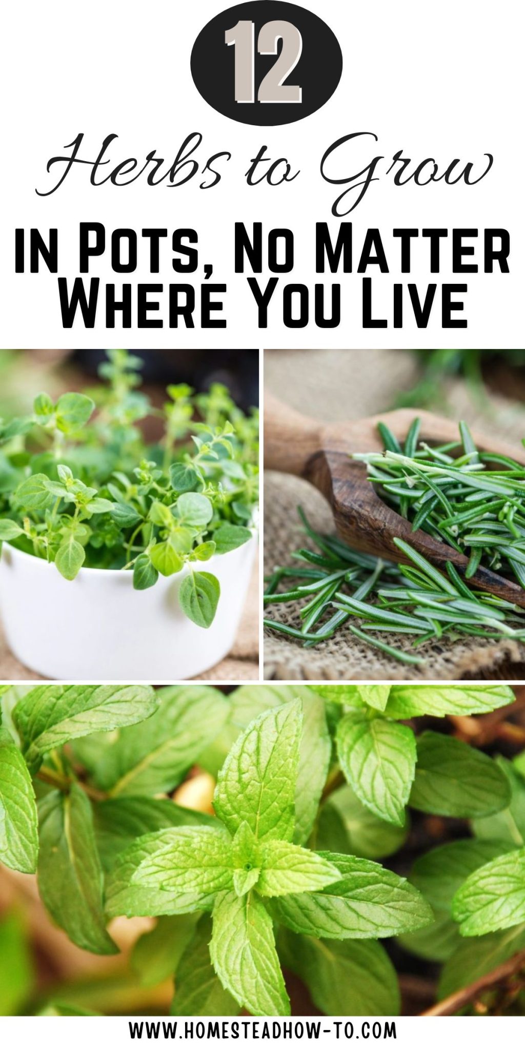 12 Herbs To Grow In Pots, No Matter Where You Live