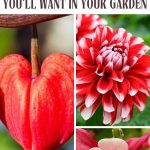 12 Strikingly Beautiful Red and White Flowers You'll Want in Your Garden