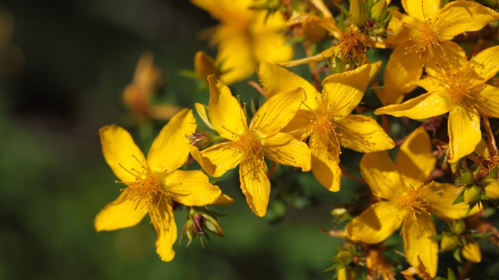 Grow More Food While Extending Your Harvest with Succession Planting 13 St. John's Wort (Hypericum perforatum)