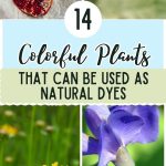 14 Colorful Plants That Can Be Used as Natural Dyes