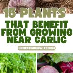 15 Plants That Benefit from Growing Near Garlic
