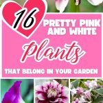 16 Pretty Pink and White Plants That Belong in Your Garden