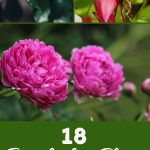 18 Breathtaking Plants to Complement Your Peonies in the Garden