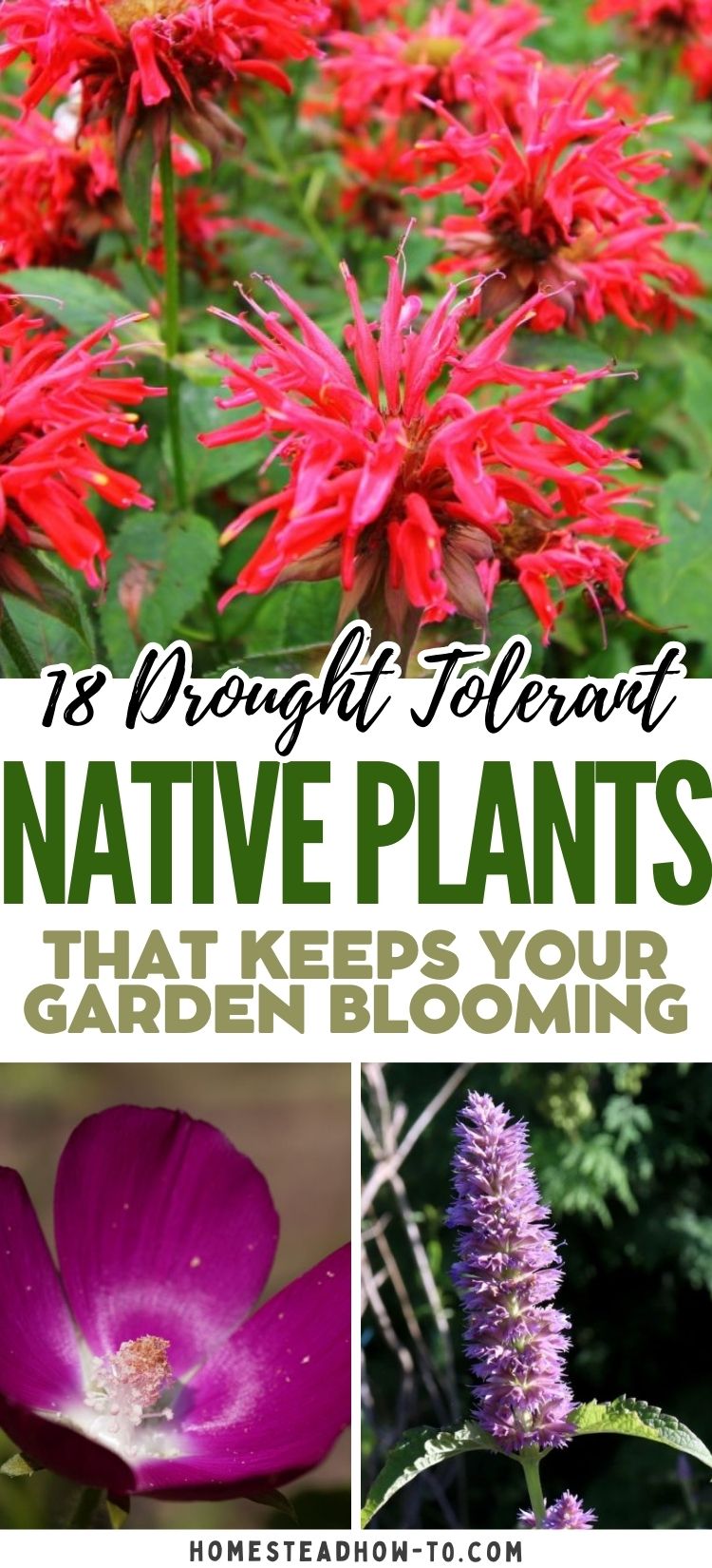 18 Drought Tolerant Native Plants That Keep Your Garden Blooming