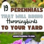 19 Perennials That Will Bring Hummingbirds to Your Yard