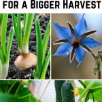 19 Plants to Grow Next to Cucumbers for a Bigger Harvest